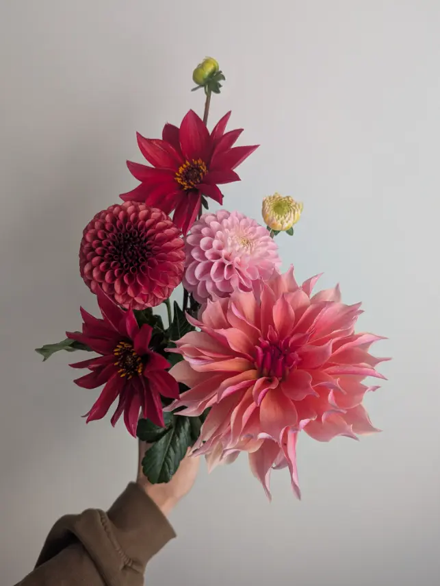 Hand-tied bouquet of deep red and blush dahlias